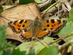 Photographed at Silbe [SIL]. on 30/3/2023. Photo: &copy; Wayne Turner