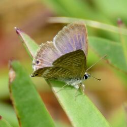 Photographed at Fort Saumarez [FSA]. on 9/9/2022. Photo: &copy; Wayne Turner