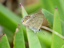 Photographed at Fort Saumarez [FSA]. on 9/9/2022. Photo: &copy; Wayne Turner