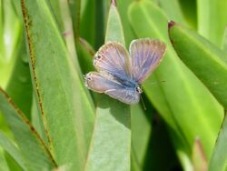 Photographed at Fort Saumarez [FSA]. on 9/9/2022. Photo: &copy; Wayne Turner