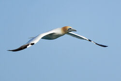 Photographed at Fort Doyle [DOY]. on 8/4/2023. Photo: &copy; Christopher Wilkinson