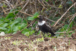 Photographed at Pleinmont [PLE]. on 10/4/2023. Photo: &copy; Christopher Wilkinson