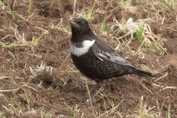 Photographed at Pleinmont [PLE]. on 10/4/2023. Photo: &copy; Rod Ferbrache