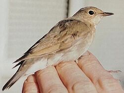 Photographed at Sark [SAK]. on 27/10/1975. Photo: &copy; 