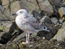 Photographed at Perelle [PER]. on 20/9/2022. Photo: &copy; Wayne Turner