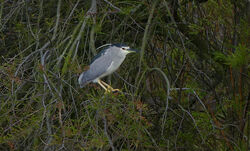 Photographed at Rousse [ROU]. on 13/4/2023. Photo: &copy; Mark Lawlor
