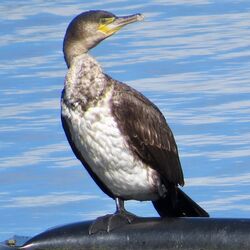 Photographed at Reservoir [RES]. on 13/4/2023. Photo: &copy; Wayne Turner