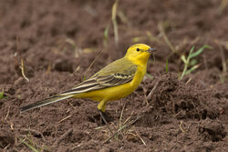 Photographed at Pleinmont [PLE]. on 17/4/2023. Photo: &copy; Rod Ferbrache