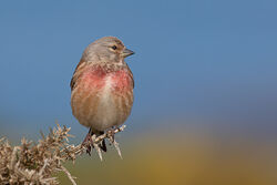 Photographed at Pleinmont [PLE]. on 17/4/2023. Photo: &copy; Rod Ferbrache