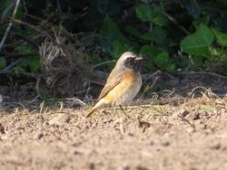 Photographed at Pleinmont [PLE]. on 20/4/2023. Photo: &copy; Wayne Turner