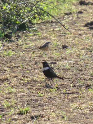 Photographed at Pleinmont [PLE]. on 20/4/2023. Photo: &copy; Wayne Turner