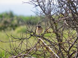Photographed at Pleinmont [PLE]. on 20/4/2023. Photo: &copy; Wayne Turner