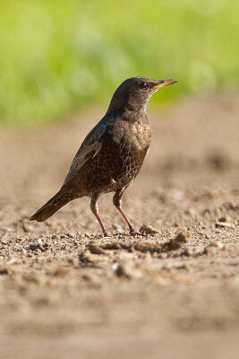 Photographed at Rue du Lorier, SPW [LOR]. on 20/4/2023. Photo: &copy; Christopher Wilkinson