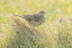 Photographed at Pembroke [PEM]. on 21/4/2023. Photo: &copy; Rod Ferbrache
