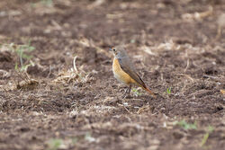 Photographed at Pleinmont [PLE]. on 22/4/2023. Photo: &copy; Christopher Wilkinson