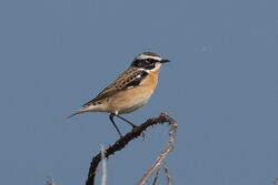 Photographed at Pleinmont [PLE]. on 19/4/2023. Photo: &copy; Rod Ferbrache