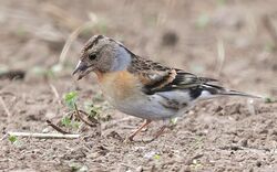 Photographed at Pleinmont [PLE]. on 22/4/2023. Photo: &copy;  Rockdweller