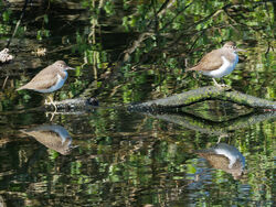 Photographed at Reservoir [RES]. on 29/4/2023. Photo: &copy; Christopher Wilkinson