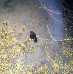 Photographed at Rue des Grantez. on 28/4/2023. Photo: &copy; Judy Down