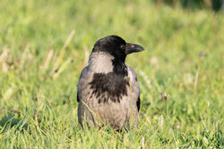Photographed at Pleinmont [PLE]. on 1/5/2023. Photo: &copy; Dave Carre