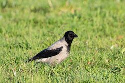 Photographed at Pleinmont [PLE]. on 1/5/2023. Photo: &copy; Dave Carre