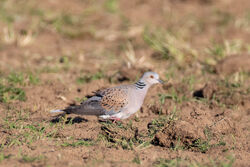 Photographed at Pleinmont [PLE]. on 1/5/2023. Photo: &copy; Dave Carre
