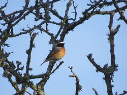 Photographed at Alderney golf course. on 25/4/2023. Photo: &copy; Wayne Turner