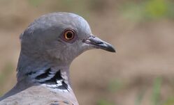 Photographed at Pleinmont [PLE]. on 3/5/2023. Photo: &copy;  Rockdweller