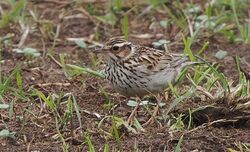 Photographed at Pleinmont. on 8/5/2023. Photo: &copy;  Rockdweller