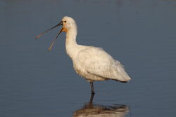Photographed at Claire Mare [CLA]. on 13/5/2023. Photo: &copy; Guy O’Regan