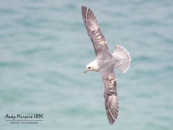 Photographed at Jethou [JET]. on 13/5/2023. Photo: &copy; Andy Marquis