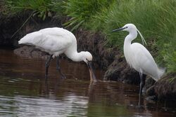 Photographed at Claire Mare [CLA]. on 14/5/2023. Photo: &copy; Rod Ferbrache