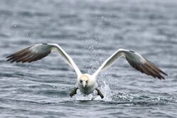 Photographed at Herm [HER]. on 14/5/2023. Photo: &copy; Guy O’Regan
