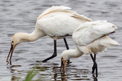 Photographed at Claire Mare [CLA]. on 13/5/2023. Photo: &copy; Dave Carre