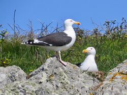 Photographed at Lihou Island [LIH]. on 16/5/2023. Photo: &copy; Wayne Turner