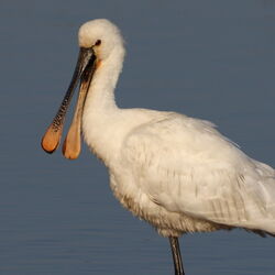 Photographed at Claire Mare. on 13/5/2023. Photo: &copy; Guy O’Regan