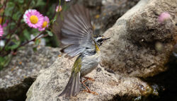 Photographed at Route de Carteret. on 19/5/2023. Photo: &copy; Steve Down