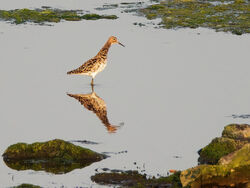 Photographed at Vale Pond [VAL]. on 21/5/2023. Photo: &copy; Christopher Wilkinson