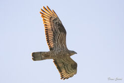 Photographed at Grands Marais/Pre [PRE]. on 24/5/2023. Photo: &copy; Dave Carre