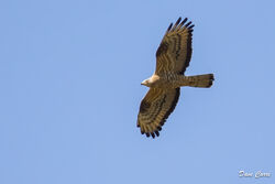 Photographed at Grands Marais/Pre [PRE]. on 24/5/2023. Photo: &copy; Dave Carre