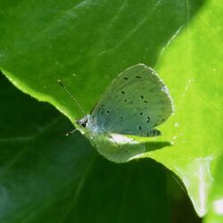 Photographed at Rue de Valniquets [RDV]. on 25/5/2023. Photo: &copy; Wayne Turner