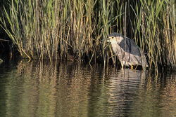 Photographed at Vale Pond [VAL]. on 4/6/2023. Photo: &copy; Rod Ferbrache