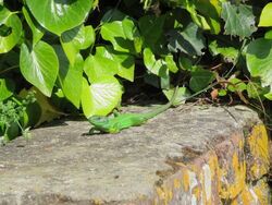 Photographed at Clarence Battery. on 16/5/2023. Photo: &copy; Mark Guppy
