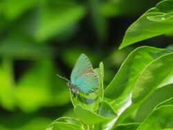 Photographed at Rue a Fresnes. on 17/5/2023. Photo: &copy; Mark Guppy