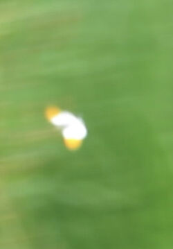 Photographed at Rue a Fresnes. on 11/5/2023. Photo: &copy; Mark Guppy