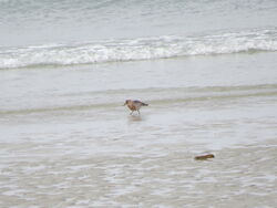 Photographed at Vazon [VAZ]. on 4/5/2023. Photo: &copy; Mark Guppy