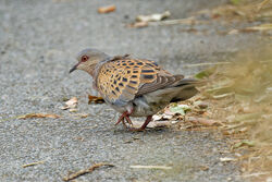 Photographed at Tielles [TIE]. on 10/6/2023. Photo: &copy; Christopher Wilkinson