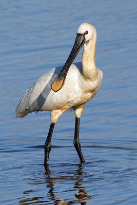 Photographed at Claire Mare [CLA]. on 11/6/2023. Photo: &copy; Christopher Wilkinson