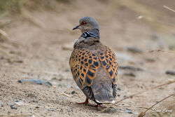 Photographed at Tielles [TIE]. on 12/6/2023. Photo: &copy; Dave Carre