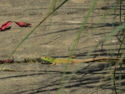 Photographed at Fort George [FOG]. on 15/6/2023. Photo: &copy; Mark Guppy